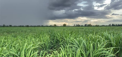 Primavera começa com El Niño forte e exige atenção à distribuição das chuvas nas regiões produtoras