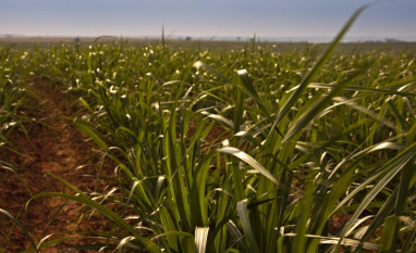 Syngenta reforça portfólio para a cana-de-açúcar com o lançamento do herbicida CRESTIVO®