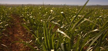 Syngenta reforça portfólio para a cana-de-açúcar com o lançamento do herbicida CRESTIVO®