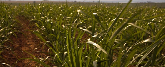 Syngenta refor&ccedil;a portf&oacute;lio para a cana-de-a&ccedil;&uacute;car com o lan&ccedil;amento do herbicida CRESTIVO&reg;