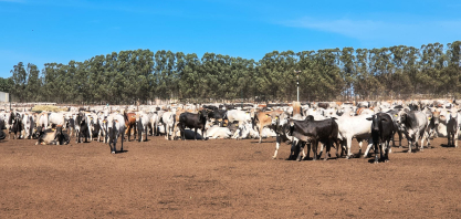 Cana Show Itinerante mostra integração entre confinamento bovino e canaviais na RAS Company
