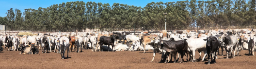 Cana Show Itinerante mostra integra&ccedil;&atilde;o entre confinamento bovino e canaviais na RAS Company