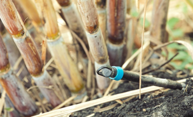 Irrigação por gotejamento eleva em média 50% a produtividade da cana