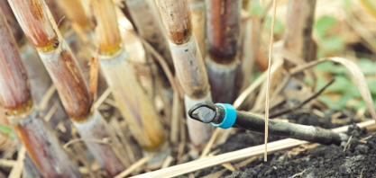 Irrigação por gotejamento eleva em média 50% a produtividade da cana