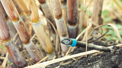 Irrigação por gotejamento eleva em média 50% a produtividade da cana