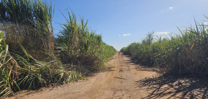 RAS Company realiza o replantio de falhas da cana, manejo que sustenta alta produtividade e longevidade dos canaviais