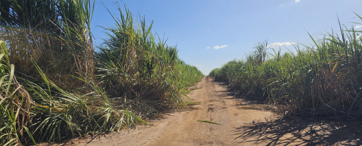 RAS Company realiza o replantio de falhas da cana, manejo que sustenta alta produtividade e longevidade dos canaviais
