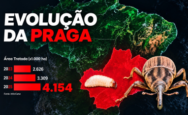 Sphenophorus levis avança no país e eleva perdas nos canaviais