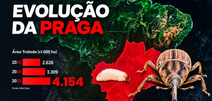 Sphenophorus levis avança no país e eleva perdas nos canaviais