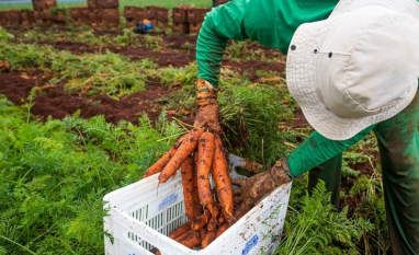 Rendimento médio no agronegócio de Goiás tem alta de 20,5%