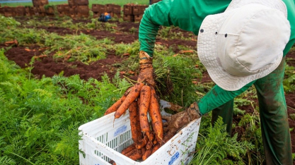 Rendimento médio no agronegócio de Goiás tem alta de 20,5%