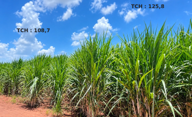RAS Company adota o plantio “estacão” e irrigação para elevar produtividade da cana