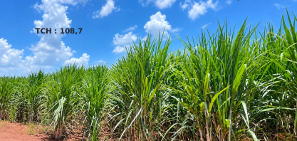 RAS Company adota o plantio “estacão” e irrigação para elevar produtividade da cana