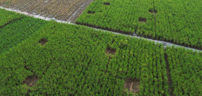 Experimento na Usina Caeté aponta ganho expressivo de produtividade com o fertilizante líquido Assimila N+, da SualFertz