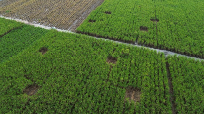 Experimento na Usina Caeté aponta ganho expressivo de produtividade com o fertilizante líquido Assimila N+, da SualFertz