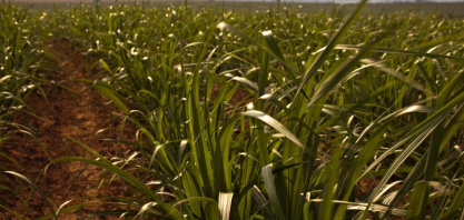 Syngenta reforça portfólio para a cana-de-açúcar com o lançamento do herbicida CRESTIVO®