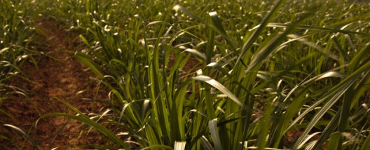 Syngenta refor&ccedil;a portf&oacute;lio para a cana-de-a&ccedil;&uacute;car com o lan&ccedil;amento do herbicida CRESTIVO&reg;