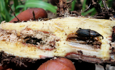 Sphenophorus ameaça produtividade e longevidade dos canaviais e está presente em 90% das áreas canavieiras do país