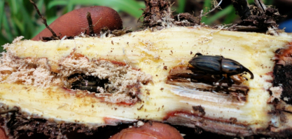 Sphenophorus ameaça produtividade e longevidade dos canaviais e está presente em 90% das áreas canavieiras do país