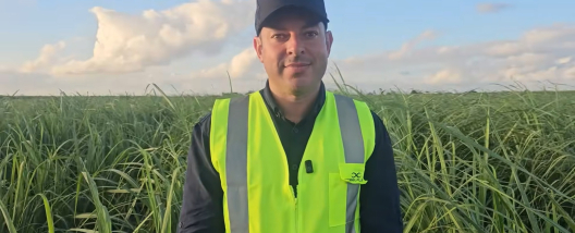 Usina Caet&eacute; testa variedades da Nufarm para &aacute;reas de sequeiro em Alagoas