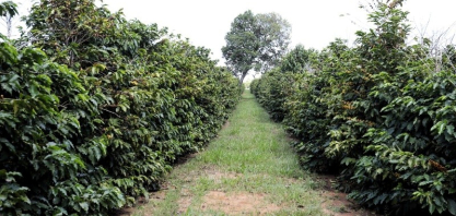 Instituto Agronômico alerta para aquecimento consistente e chuvas extremas em São Paulo