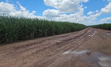 Na Industrial Porto Rico, em Alagoas, pivô fixo de 925 metros irriga 268 hectares