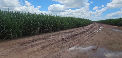 Na Industrial Porto Rico, em Alagoas, pivô fixo de 925 metros irriga 268 hectares