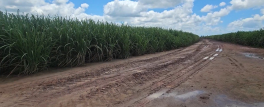 Na Industrial Porto Rico, em Alagoas, piv&ocirc; fixo de 925 metros irriga 268 hectares