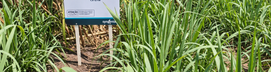 Syngenta lan&ccedil;a no 3&ordm; CanaShow Inova&ccedil;&atilde;o: Crestivo, seu novo herbicida com amplo espectro