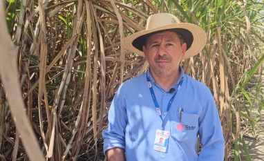 Manejo nutricional e controle de pragas impulsionam resultados da Usina Porto Rico