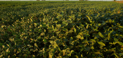 O que acontece embaixo da terra impacta produção de amendoim