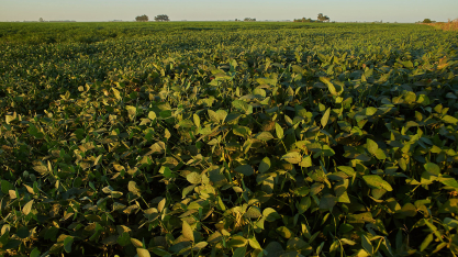 O que acontece embaixo da terra impacta produção de amendoim