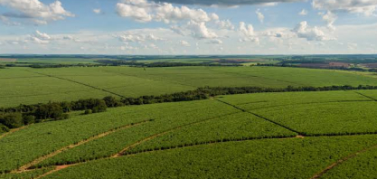 Tereos investe R$ 568 milhões na renovação de canaviais