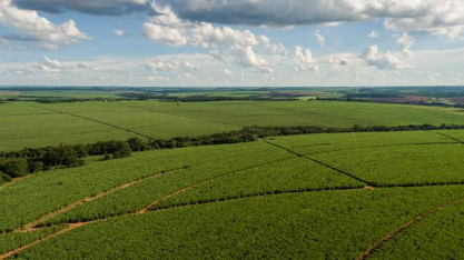 Tereos investe R$ 568 milhões na renovação de canaviais
