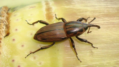 Controle do Sphenophorus exige agilidade e manejo em área total