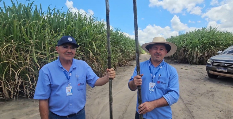 O que a Industrial Porto Rico, em Alagoas, faz para ter canaviais de at&eacute; 160 t/ha
