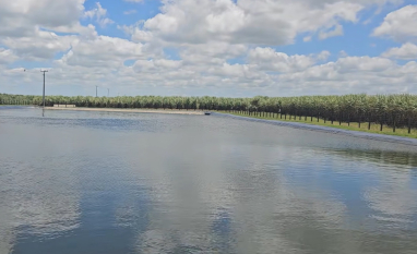 Industrial Porto Rico amplia irrigação por gotejo e alcança alta produtividade em Alagoas