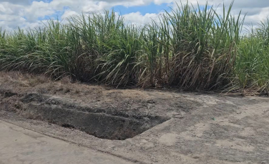 Manejo varietal sustenta alta produtividade da Usina Porto Rico, em Alagoas