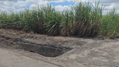 Manejo varietal sustenta alta produtividade da Usina Porto Rico, em Alagoas