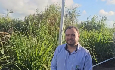 UFAL lança três novas variedades de cana-de-açúcar em Alagoas