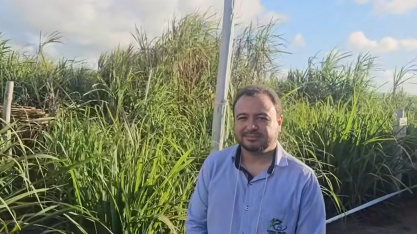 UFAL lança três novas variedades de cana-de-açúcar em Alagoas
