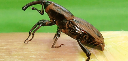 Sphenophorus exige manejo integrado e atenção à qualidade da aplicação