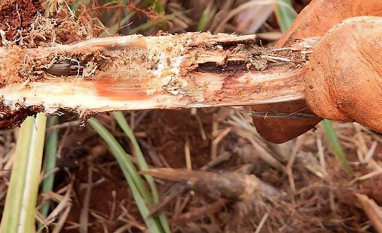  Monitoramento orienta avanço no controle do Sphenophorus nos canaviais