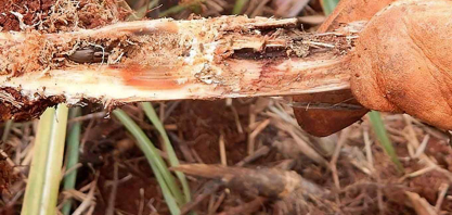  Monitoramento orienta avanço no controle do Sphenophorus nos canaviais