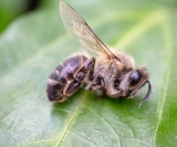 Pesquisadoras do Instituto de Química de São Carlos conseguiram reduzir o número de insetos e grãos de pólen necessários para a identificação de inseticidas. Foto: Canva