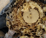 Interior de colmeia construída por abelhas Jataí. Foto: Janete Castele