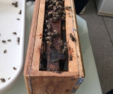 Abelhas Apis mellifera L. utilizadas no estudo do IQSC. Foto: Ana Maria Medina