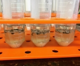 Cientistas retiram agrotóxicos do tecido das abelhas com alguns procedimentos químicos. Foto: Ana Maria Medina