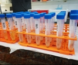 Método reduziu 150 vezes o número de pólen necessário para detectar inseticidas. Foto: Ana Maria Medina