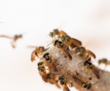 As abelhas Jataí são consideradas dóceis e de fácil manejo pelos produtores de mel. Foto: Canva